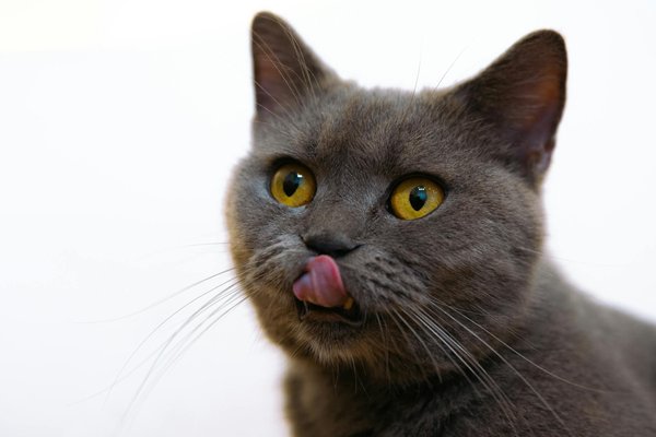 Guide complet pour vendre des animaux en ligne