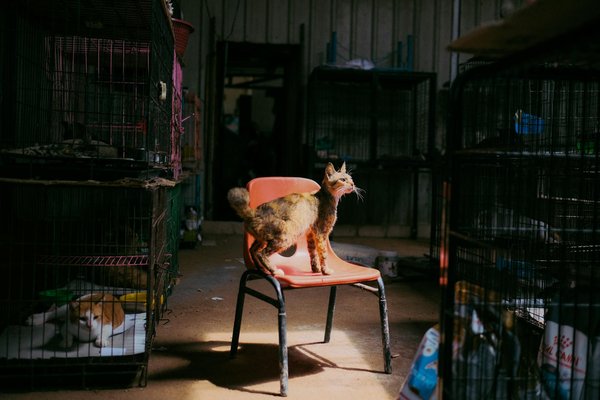 Comment les animaux inspirent-ils les nouvelles tendances artistiques ?