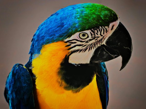 Quelles sont les nouvelles méthodes pour réhabiliter les animaux sauvages blessés ?