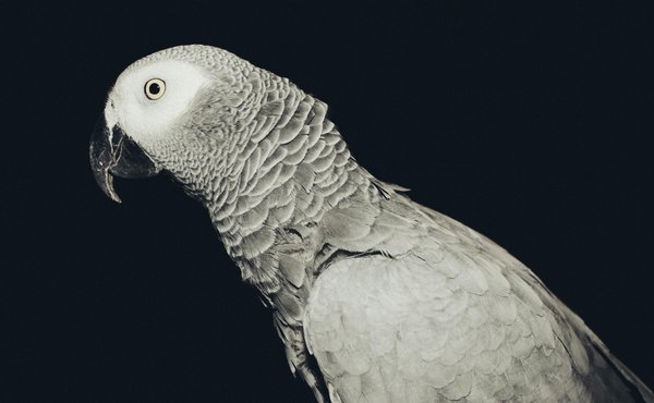 Nourriture riche en protéines pour crevettes : optimizez leur reproduction