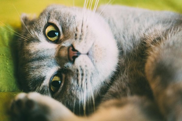 Beauté de chien : un lien avec la longévité ?