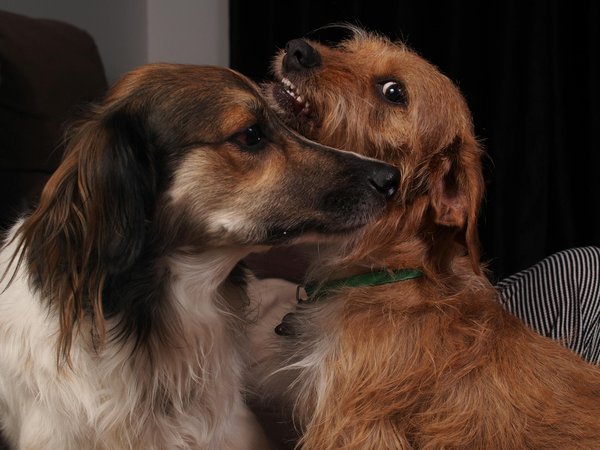 Comment vendre des animaux de ferme en ligne ?