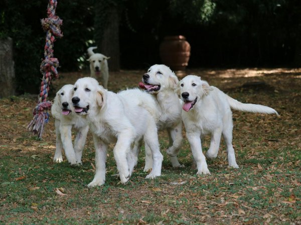 Les concours de beauté canine