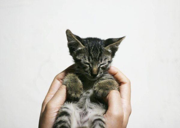 Les vidéos comiques d'animaux qui vous feront rire aux éclats