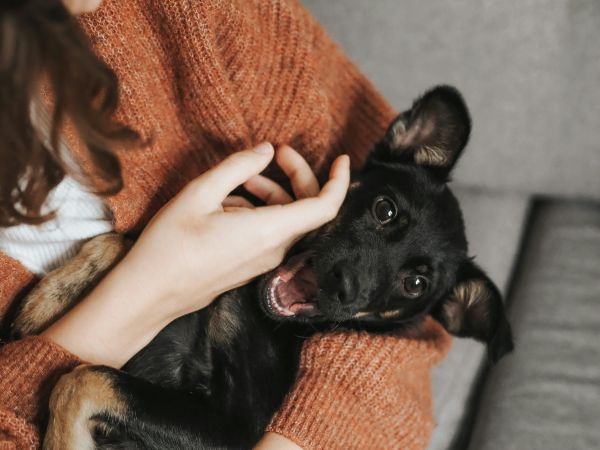Top 5 avantages du cibo fresco pour le bien-être de votre chien