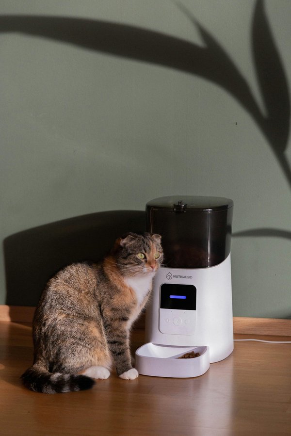 L'univers tendre d'amour de chat : accessoires pour félins